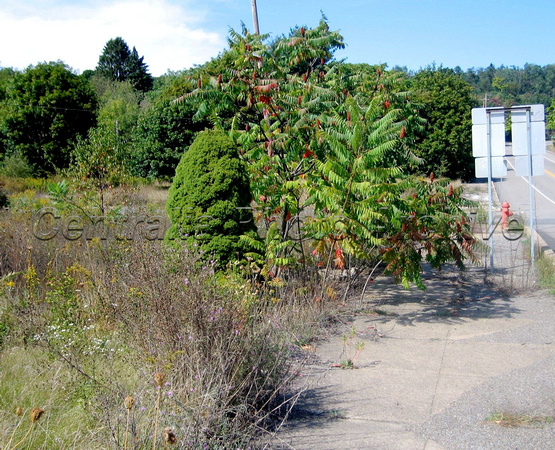 The Return of Nature, 9/20/2008
