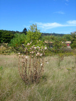 Weeds-2, 9/20/2008