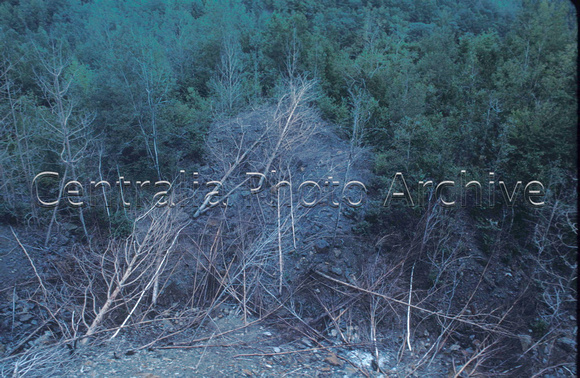Fallen Trees, 9-9-1984