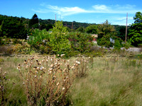 Weeds & Municipal Building, 9/20/2008