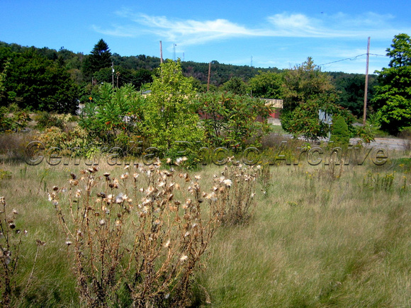 Weeds & Municipal Building, 9/20/2008