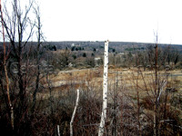 Dead Trees, 3-11-2006