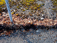 Singed Leaves, St. Ignatius, 3-10-2007