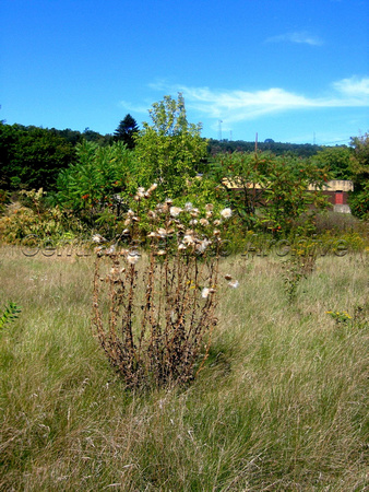 Weeds, 9/20/2008