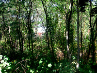 Womer House, Obscured by Trees-3, 9/20/2009