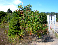Sumacs and Landscaping, 9/20/2008