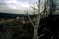 Haunted, Frightened Trees, ca. 3-1-2001