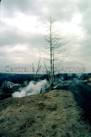 Dead Tree & Steam, ca. 3-1-2001
